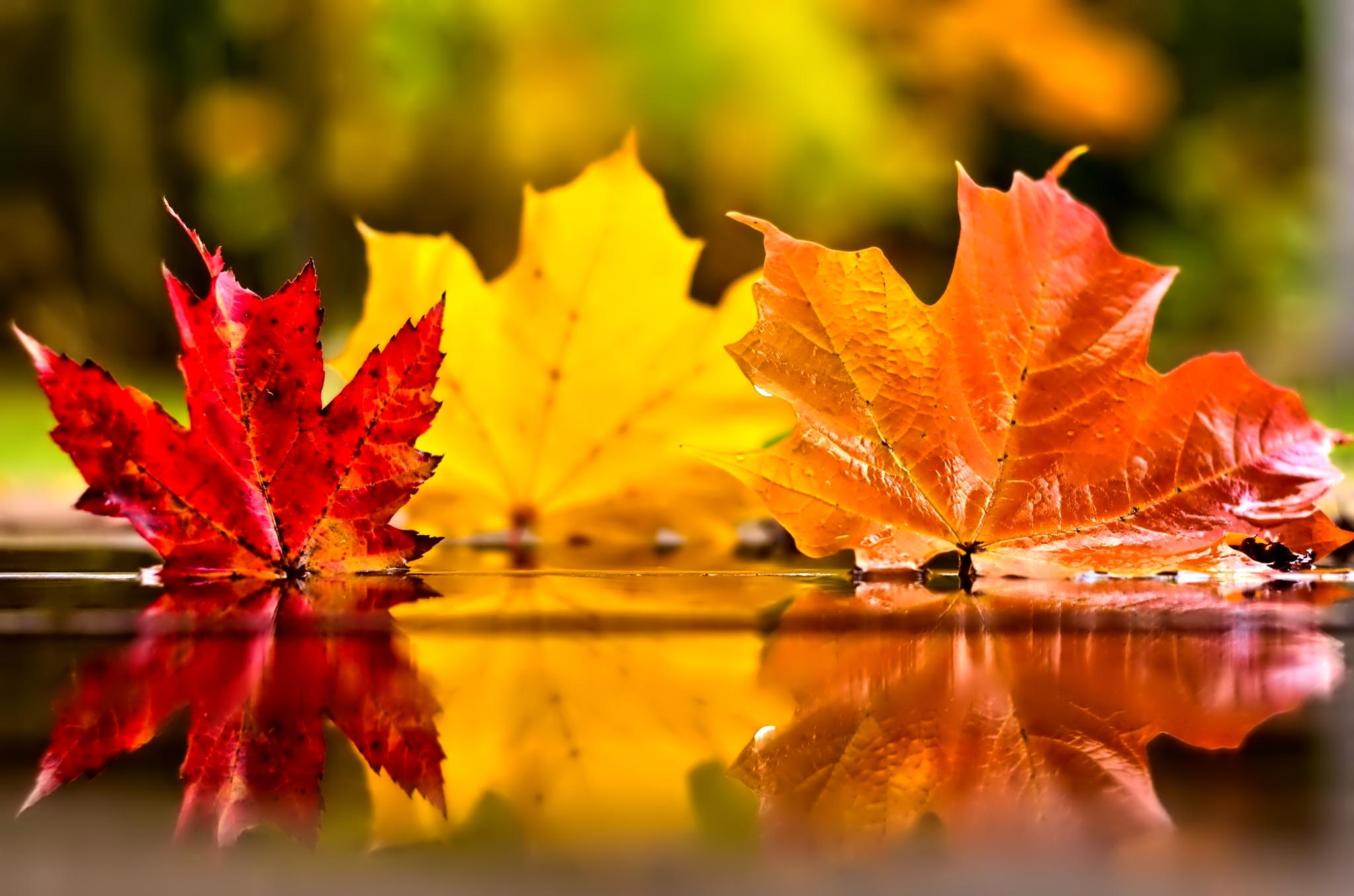 nov